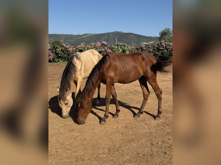 PRE Mestizo Semental 1 año 167 cm Castaño in Xativa