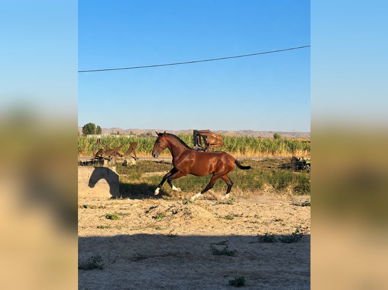 PRE Semental 1 año 168 cm Castaño in Valtierra