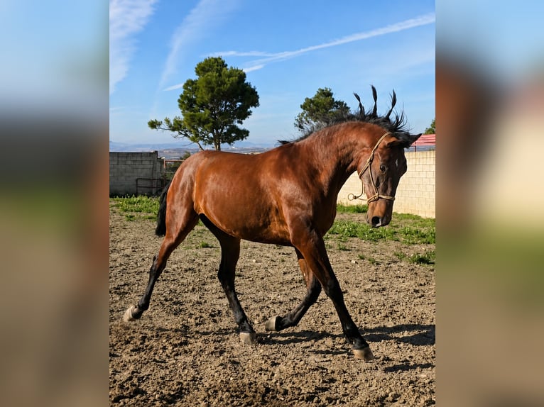 PRE Semental 1 año 168 cm Castaño in Valtierra