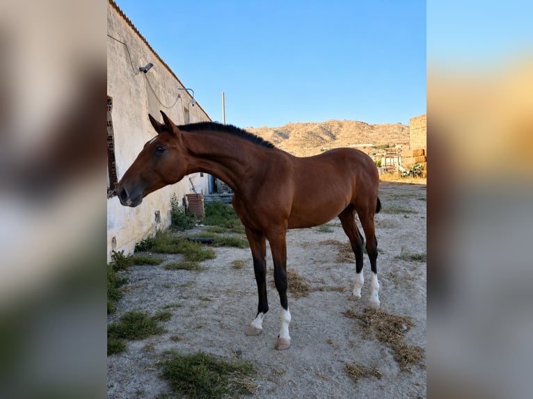 PRE Semental 1 año 168 cm Castaño in Valtierra