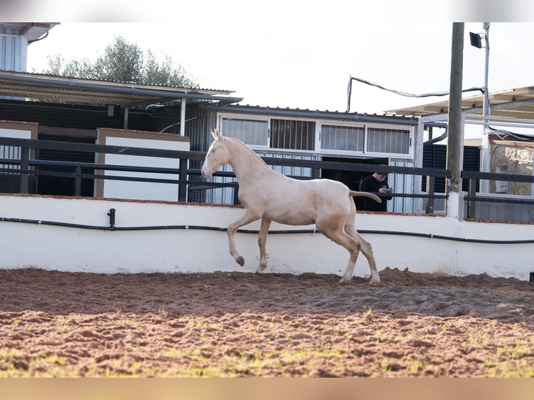 PRE Mestizo Semental 1 año 170 cm Perlino in Vila-Real/Villarreal