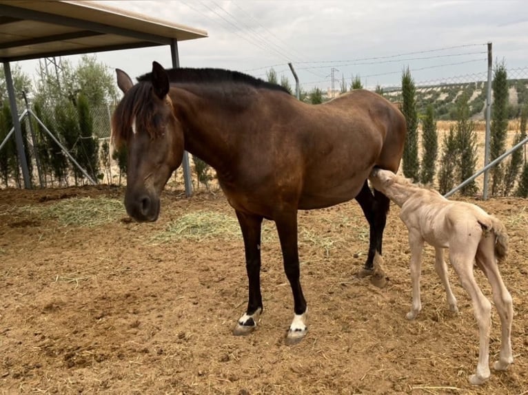 PRE Mestizo Semental 1 año 170 cm Perlino in Vila-Real/Villarreal