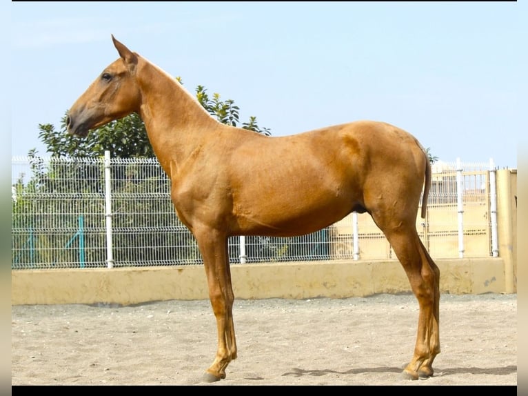 PRE Mestizo Semental 1 año 172 cm Palomino in Murcia