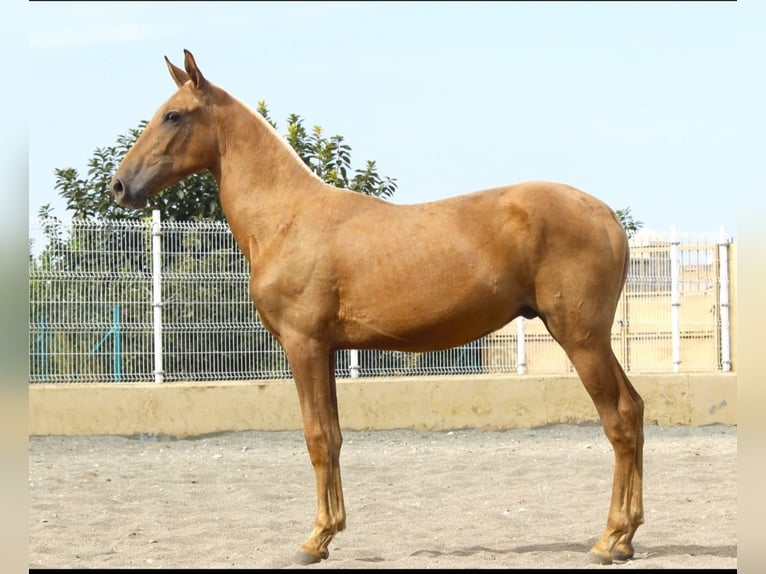 PRE Mestizo Semental 1 año 172 cm Palomino in Murcia