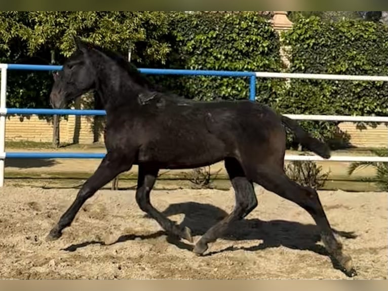 PRE Mestizo Semental 1 año 179 cm Tordo in Fuentes De Andalucia