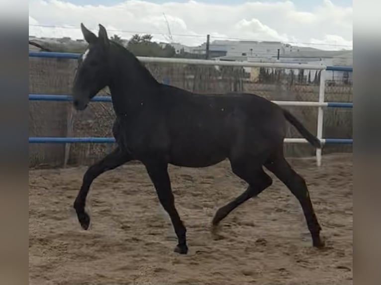 PRE Mestizo Semental 1 año 179 cm Tordo in Fuentes De Andalucia