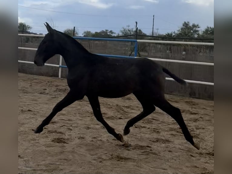 PRE Mestizo Semental 1 año 179 cm Tordo in Fuentes De Andalucia