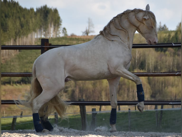PRE Semental 1 año Buckskin/Bayo in Manhay