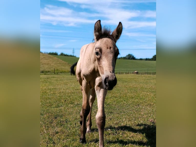 PRE Semental 1 año Buckskin/Bayo in Lübeck
