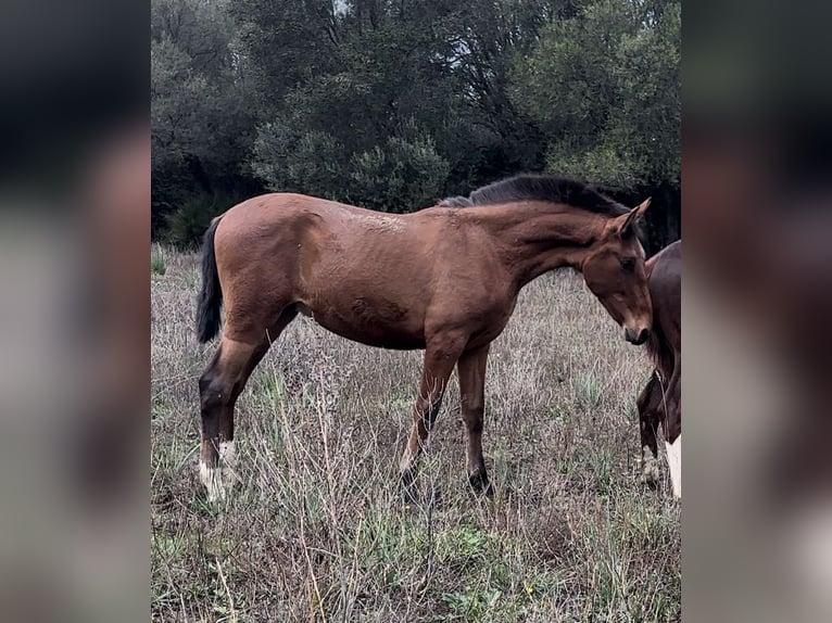 PRE Semental 1 año  in Las Piñas