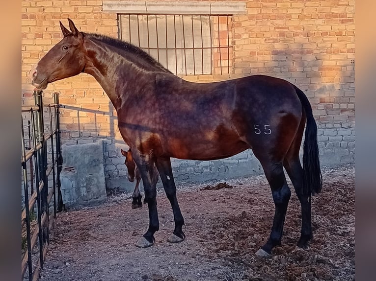 PRE Mestizo Semental 1 año Castaño oscuro in Estepa