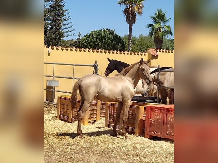 PRE Mestizo Semental 1 año Champán in Valencia