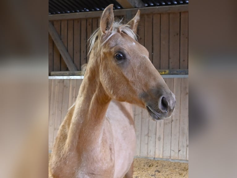 PRE Semental 1 año Palomino in Klettgau