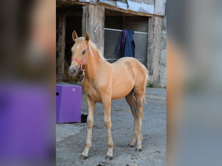 PRE Semental 1 año Palomino in Klettgau