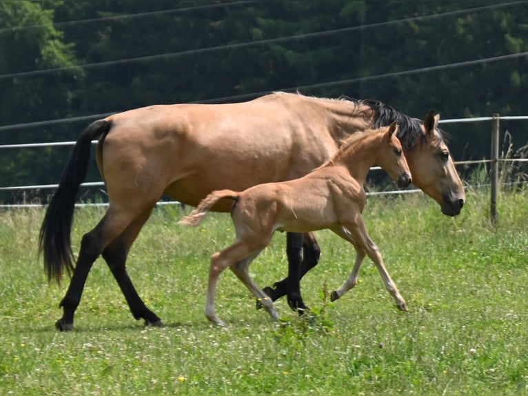 PRE Semental 1 año Palomino in Klettgau