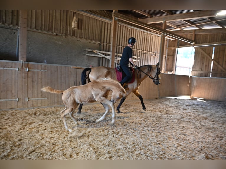 PRE Semental 1 año Palomino in Klettgau