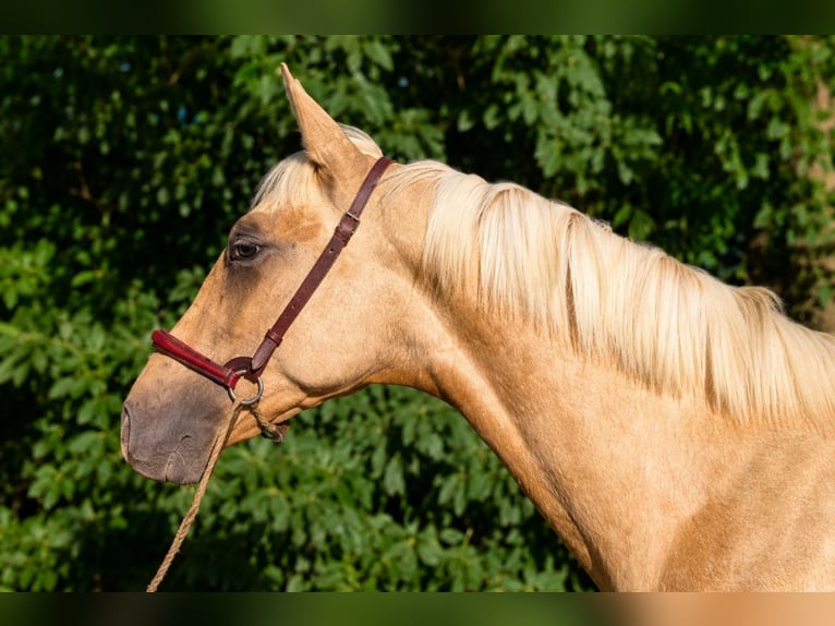 PRE Semental 1 año Palomino in Caumont