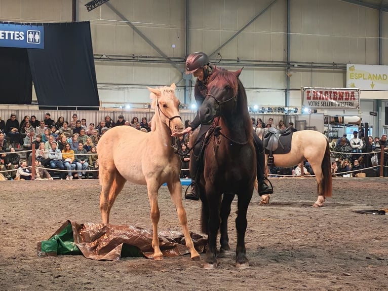 PRE Semental 1 año Palomino in Caumont