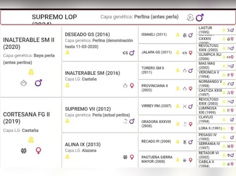 PRE Semental 1 año Perlino in Madrid PRE Semental 1 año Perlino in Madrid