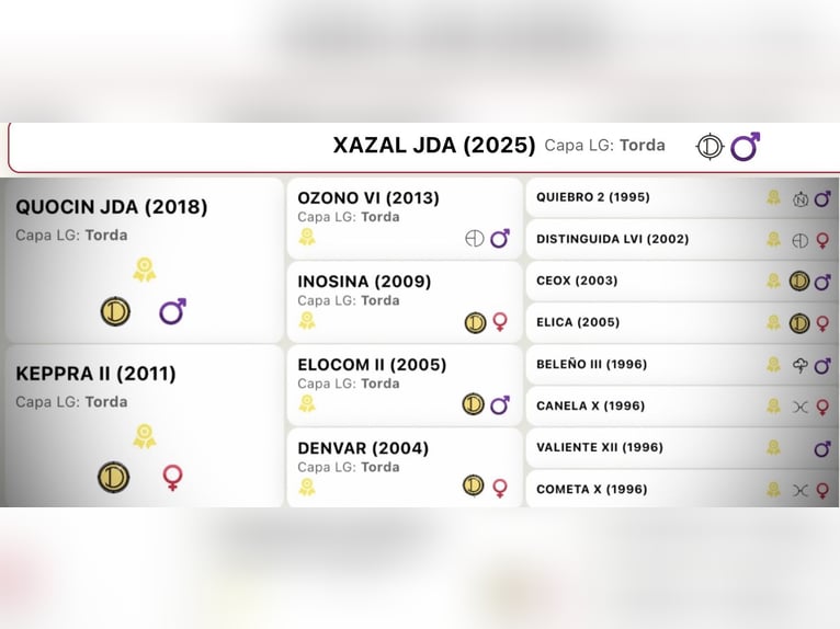 PRE Semental 1 año Tordo in Ciudad Rodrigo