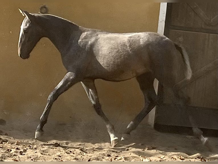 PRE Semental 1 año Tordo in Ciudad Rodrigo