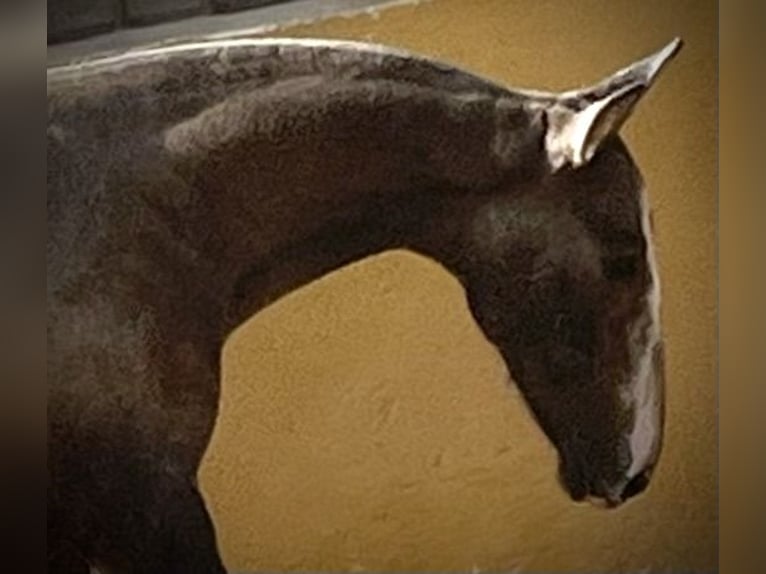 PRE Semental 1 año Tordo in Ciudad Rodrigo