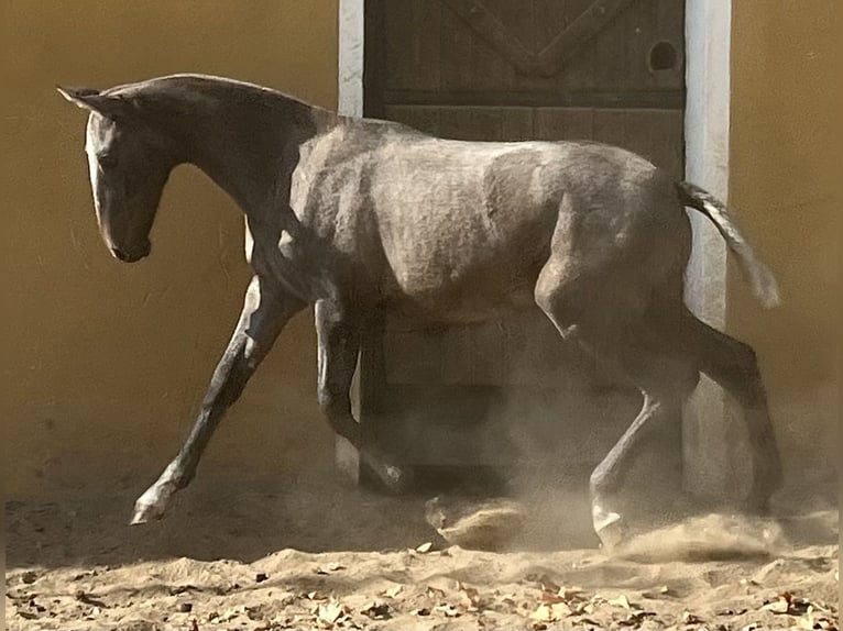 PRE Semental 1 año Tordo in Ciudad Rodrigo
