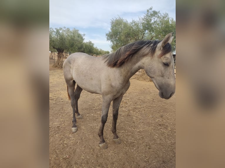 PRE Mestizo Semental 1 año Tordo in Zalamea De La Serena