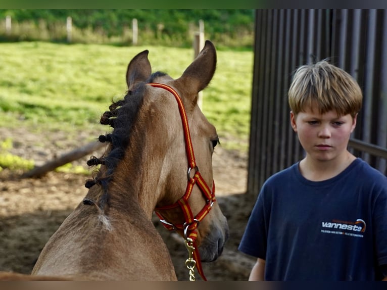 PRE Semental 2 años 138 cm Buckskin/Bayo in HEUVELLAND