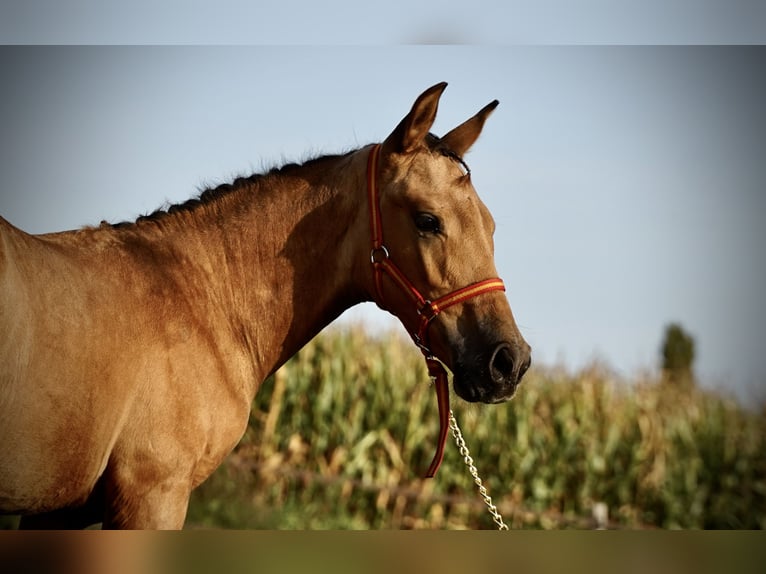 PRE Semental 2 años 138 cm Buckskin/Bayo in HEUVELLAND