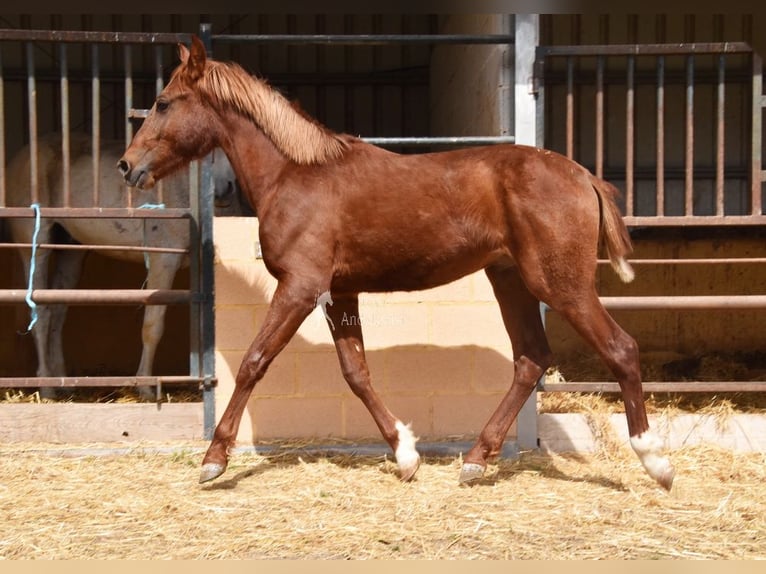 PRE Semental 2 años 144 cm Alazán in Provinz Granada