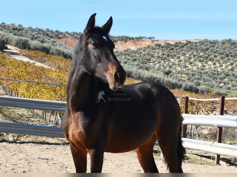 PRE Mestizo Semental 2 años 151 cm Castaño oscuro in Provinz Malaga