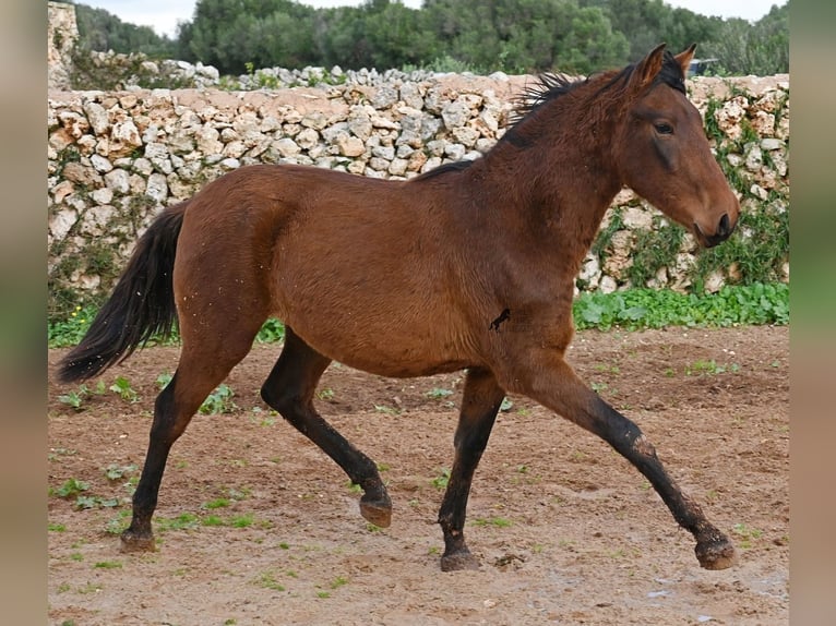 PRE Semental 2 años 152 cm Castaño in Menorca