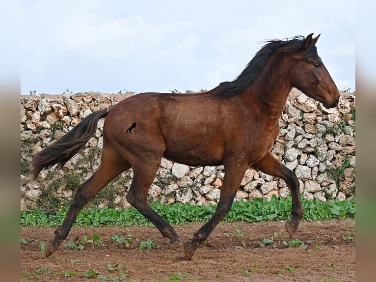 PRE Mestizo Semental 2 años 154 cm Castaño in Menorca