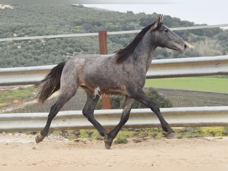 PRE Semental 2 años 154 cm Tordo in Provinz Cordoba
