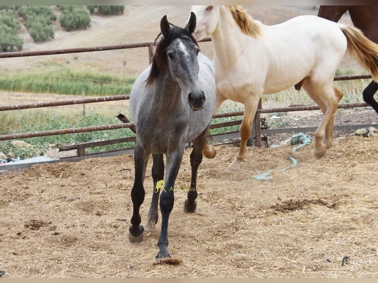PRE Semental 2 años 154 cm Tordo in Provinz Cordoba