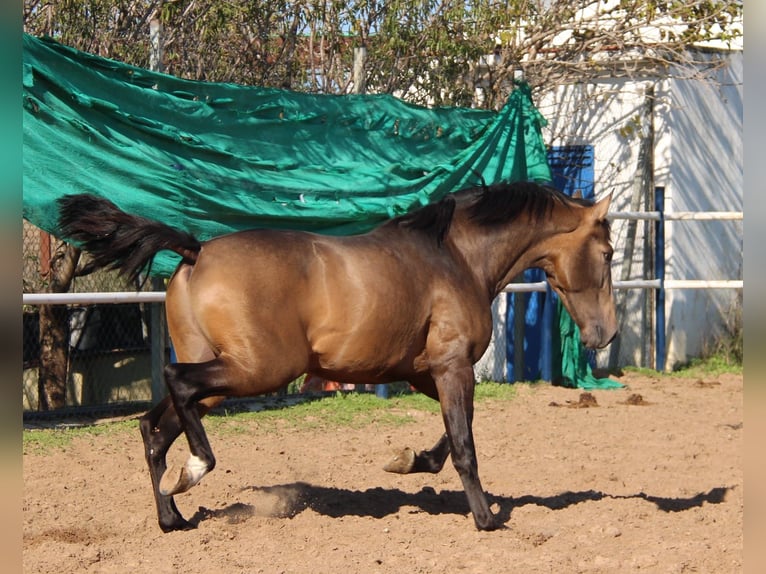 PRE Mestizo Semental 2 años 155 cm Buckskin/Bayo in Vejer de la Frontera