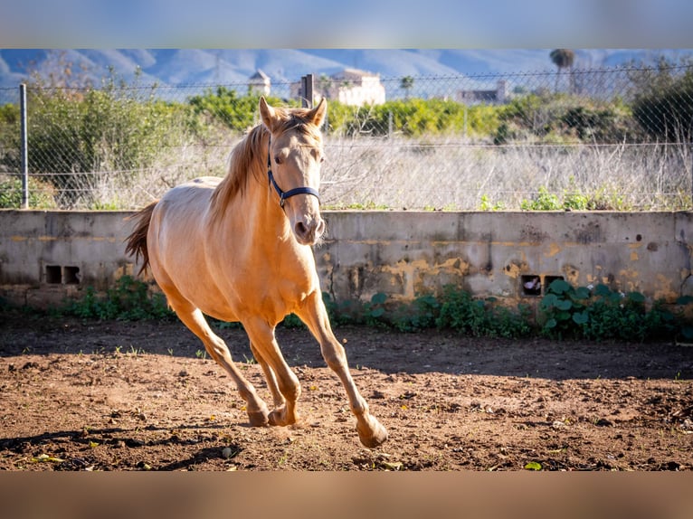 PRE Mestizo Semental 2 años 155 cm Champán in Rafelguaraf