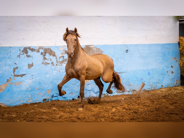 PRE Mestizo Semental 2 años 155 cm Champán in Rafelguaraf