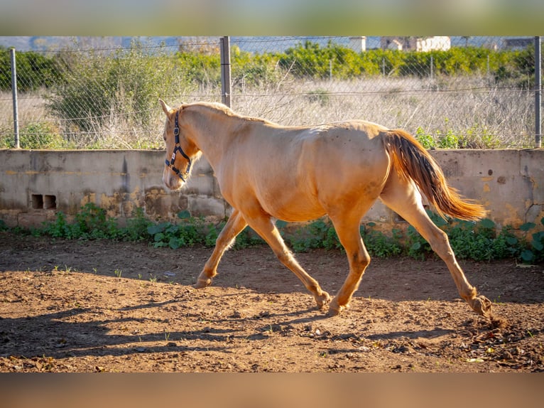 PRE Mestizo Semental 2 años 155 cm Champán in Rafelguaraf