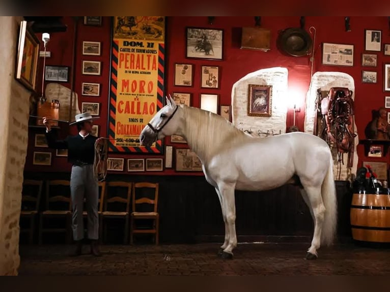 PRE Mestizo Semental 2 años 155 cm Negro in Edling PRE Mestizo Semental 2 años 155 cm Negro in Edling