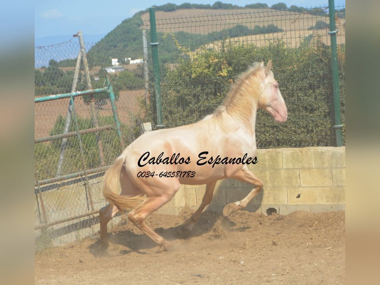 PRE Mestizo Semental 2 años 155 cm Perlino in Vejer de la Frontera