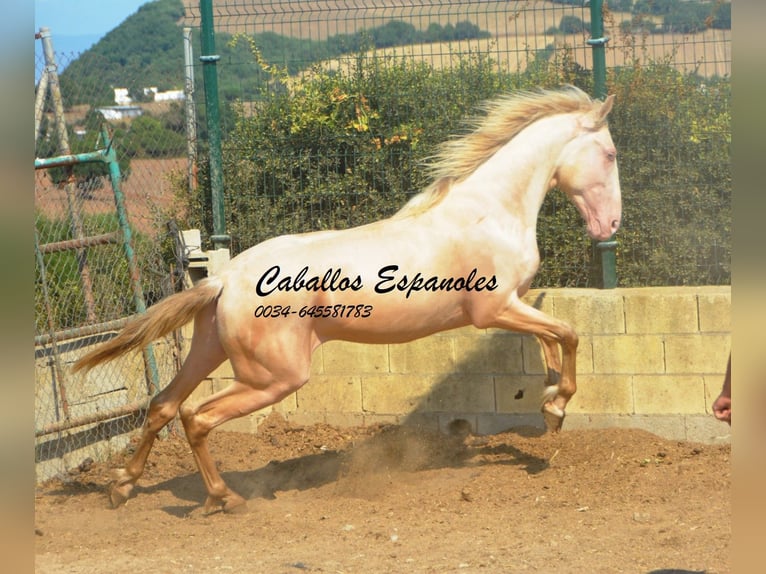 PRE Mestizo Semental 2 años 155 cm Perlino in Vejer de la Frontera