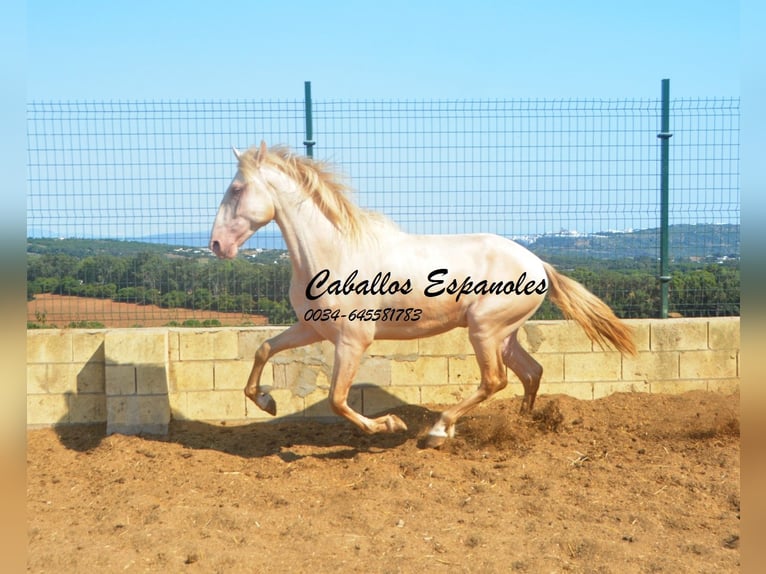 PRE Mestizo Semental 2 años 155 cm Perlino in Vejer de la Frontera