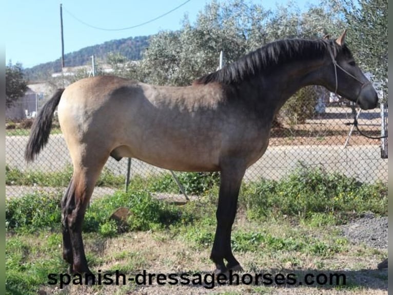 PRE Semental 2 años 156 cm Buckskin/Bayo in Barcelona