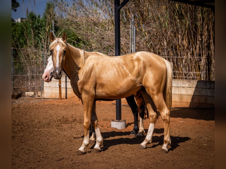 PRE Semental 2 años 156 cm Palomino in Rafelguaraf