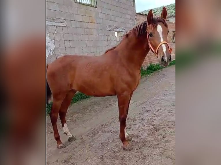 PRE Mestizo Semental 2 años 157 cm Alazán in El Burgo De Osma