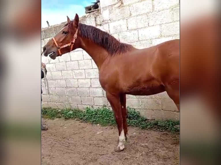 PRE Mestizo Semental 2 años 157 cm Alazán in El Burgo De Osma