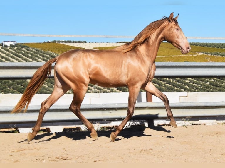 PRE Semental 2 años 157 cm Perla in Provinz Cordoba