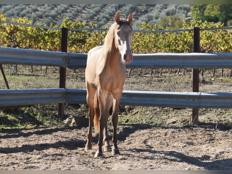PRE Semental 2 años 157 cm Perla in Provinz Cordoba